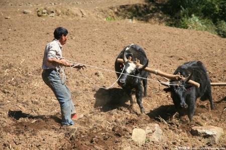 波兰斯基450万美元获保释 将被软禁瑞士家中“008pg国际官网版”