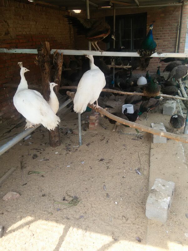 2020《本色》纪录片观后感心得5篇_看张富清《本色》有感‘008pg国际官网版